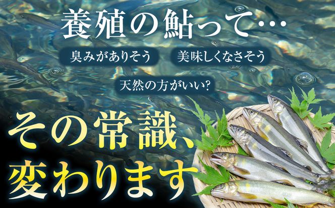 若あゆ（冷蔵配送）1kg（10尾～15尾）OGATA養殖技術研究所 南紀白浜 304018_FA01