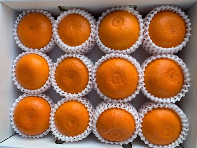 完熟せとか（9～15玉/サイズ指定不可） CC43