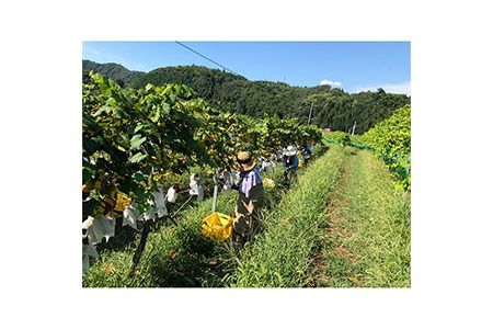 【びんご圏域連携】せらワイナリー 山野峡大田ワイナリー 瀬戸内醸造所 ワイン飲み比べセット 株式会社セラアグリパーク《30日以内に出荷予定(土日祝除く)》酒 ワイン さけ お酒---S-22---