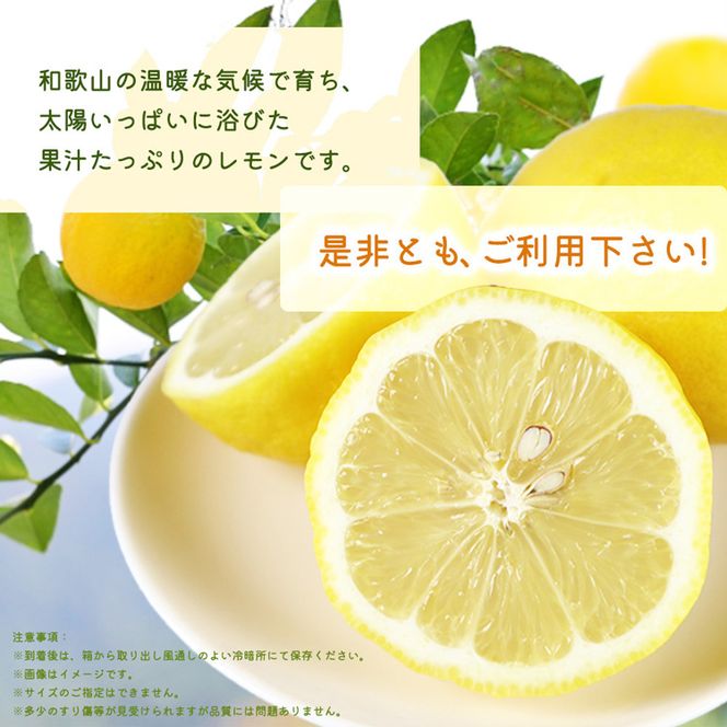 秀品　紀州有田産レモン　2.5kg