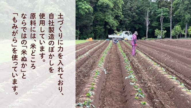 【 先行予約 】 土付き無選別 茨城県産 紅はるか 5kg 【 2024年11月より順次発送 】 さつまいも 芋 サツマイモ 甘い 焼き芋 スイートポテト ねっとり 土付き 無選別 [DX08-NT]