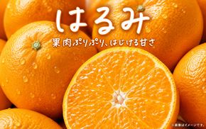 果肉ぷりぷり! 完熟はるみ 約5kg　※2027年1月下旬頃～2027年2月上旬頃に順次発送予定(お届け日指定不可) 【uot732】
