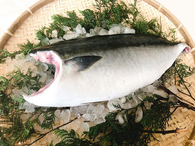 5kg 以上 の 久良 の ぶり 半身 フィレタイプ × 2枚 50000円 ぶり 鰤 ぶりしゃぶ 鰤しゃぶ ブリ たたき 丸ごと 1本 年末 年始 国産 特産品 魚介類 海産物 まるごと 刺身 鮮魚 養殖 フィレ 片身 真空 パック 冷蔵 海鮮 魚介 ブランド 魚 ぶりしゃぶ しゃぶしゃぶ 刺し身 海鮮丼 産地直送 すぶり お歳暮 年末年始 久良漁業協同組合 愛南町 愛媛県