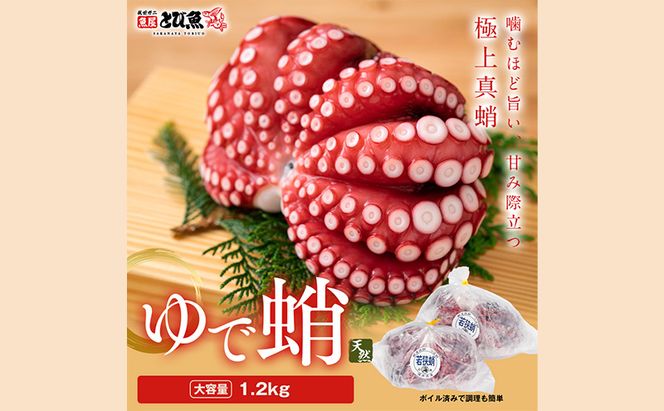 茹でまだこ 福井県産 1.2Kg （2～3杯）タコ ボイル 魚介 魚介類 海鮮 国産 福井県 若狭