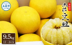 【先行予約】生産者直送 土佐文旦 約9.5kg [2L～4L] 家庭用 ＜2027年1月下旬より発送＞ 家庭用 文旦 柑橘 みかん フルーツ 果物  産地直送 お取り寄せ 人気 【土佐文旦産直協同組合】