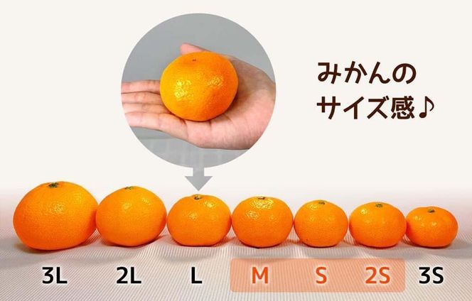 みかん めっちゃうまいんじゃ 木箱入 約5kg（内容量4.3kg） みかんの会厳選 特選品 M S 2S サイズのいずれか 和歌山県産 産地直送 S品 贈答用 ［2025年11月中旬より2026年1月中旬頃順次出荷予定］［みかんの会］ 	AX192