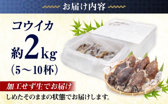 【先行予約】【2027年3月下旬以降順次発送】築上町で捕れた コウイカ 約2kg (5～10杯)《築上町》【明青丸】 [ABCB007]