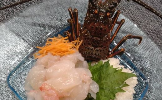 【捌き方レシピ・軍手付き】活きイセエビ漁師直送！！１.５kg以上（2～4尾、3～4人前） 伊勢エビ 伊勢海老 えび 産地直送 送料無料 エビフライ 刺身 高知県 室戸市