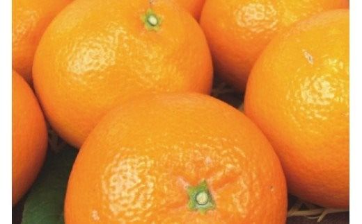 伊予柑(いよかん) 約8kg/サイズおまかせ　※2025年1月中旬～2025年2月中旬頃に順次発送予定(お届け日指定不可)　紀伊国屋文左衛門本舗【kztb440A】