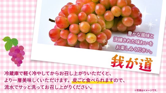 ＼選べる内容量／ 我が道 約1.3kg ～ 5kg  (約2～12房)【2026年8月より発送開始】（茨城県共通返礼品 [ぶどう]：結城市産） ぶどう ブドウ 葡萄 我が道 黒ぶどう 皮ごと 高級 国産 ふるさと納税