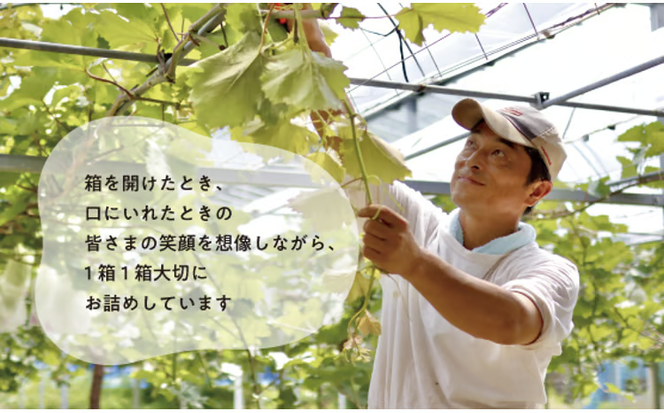 【2026年先行予約】大粒の藤稔 特大２房 / 計1.3kg～ (岡山県産) / ふじみのり 藤みのり ぶどう ブドウ 葡萄 先行予約 フルーツ 果物 真庭市 フルーツ王国 きよとう果樹園【KF-B056-03】