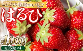 こだわり栽培 いちご はるひ約1kg（約250g×4パック）【2026年1月下旬～2026年4月末までお届け】 232238_DS003