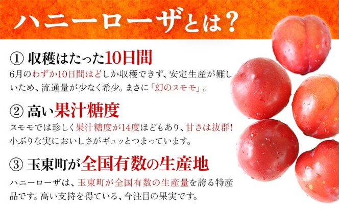 ハニーローザシャーベット 選べる内容量 6個 8個 12個 ぷらっとぎょくとう《60日以内に出荷予定(土日祝除く)》 熊本県 玉名郡 玉東町 スモモ すもも 果物 デザート スイーツ フルーツ 旬 シャーベット アイス セット 冷菓 冷凍 果肉入り ご当地シャーベット おやつ---gkt_prt_15_6k_a---