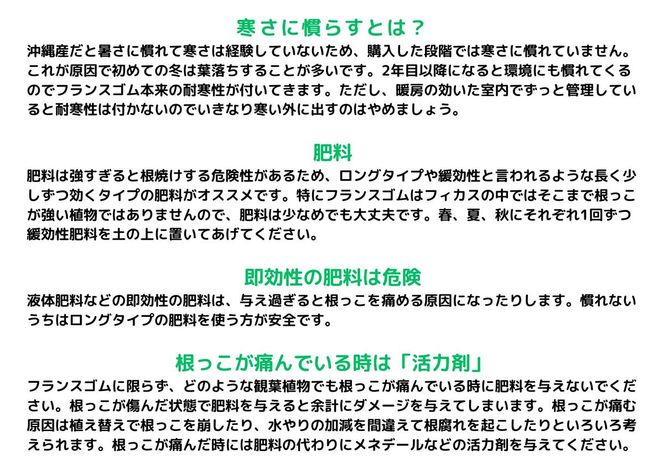 沖縄の観葉植物 人気のフィカス フランスゴム6号 シュエット鉢ポット