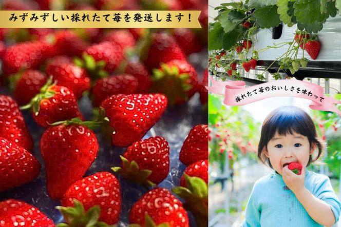 【数量限定】苺のごほうび【古都華】270g×2パック 　3月発送 // いちご イチゴ 古都華 奈良 奈良県