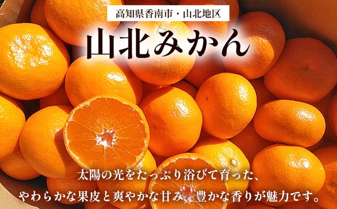 山北みかん 【贈答用】山北みかんSサイズ限定 5.0kg sq-0006