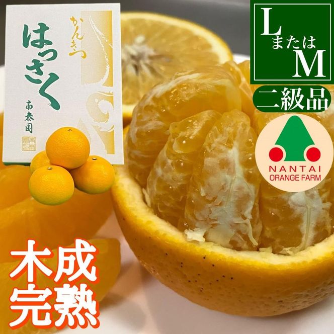 ちょっと 傷あり 4月 まで 木成 完熟 させた 有田 はっさく 8玉 または 10玉 化粧箱 南泰園 みかん 	BS762