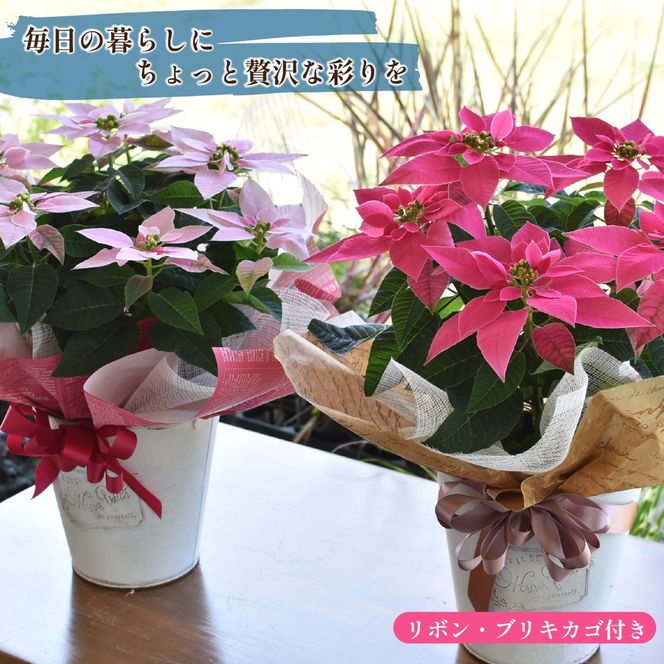 プリンセチア ピンクホワイト（観葉植物 植物 5号鉢 贈答 贈り物 プレゼント ギフト）