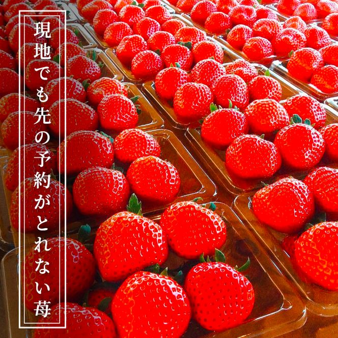 空浮いちご 4パック「北海道・沖縄・離島へのお届け不可」 果物 フルーツ 香川県産 ハウス育ち デザート おやつ 食後 お菓子作り ケーキ作り 