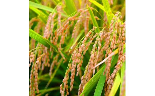 【CF-R7hbk】先行予約 令和7年産 無洗米コシヒカリ10キロ 5kg×2 10kg 米 白米 精米 新米 むせんまい こしひかり コシヒカリ ブランド米 おこめ こめ 飯 ご飯 ごはん おにぎり おいしい 人気 ギフト