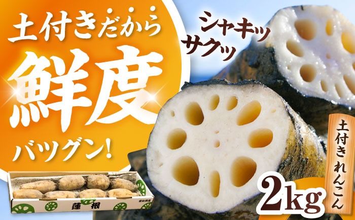 [先行予約]＼毎年10月より順次発送/ 産地直送!土付き蓮根(2kg)[清水食品株式会社] れんこん レンコン 愛知県産 野菜 産地直送 愛西市 / 清水食品株式会社[AEAJ001]
