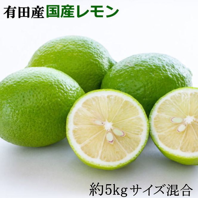 【先行予約】国産レモン 有田産 和歌山県 約5kg（サイズ混合）