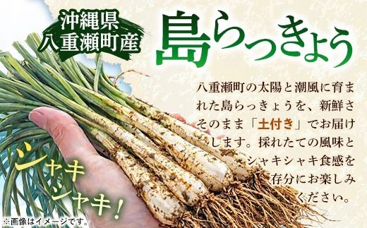 【先行受付】新地農園 沖縄県産 島らっきょう 約1.2kg - 生らっきょう 国産 先行予約 塩漬け 浅漬け 甘酢漬け 漬物 天ぷら チャンプルー 土付き おすすめ 送料無料 八重瀬町