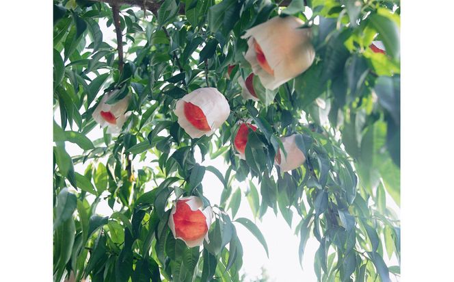 SANUKIFROZEN 桃 60g×8袋 372013_KF012