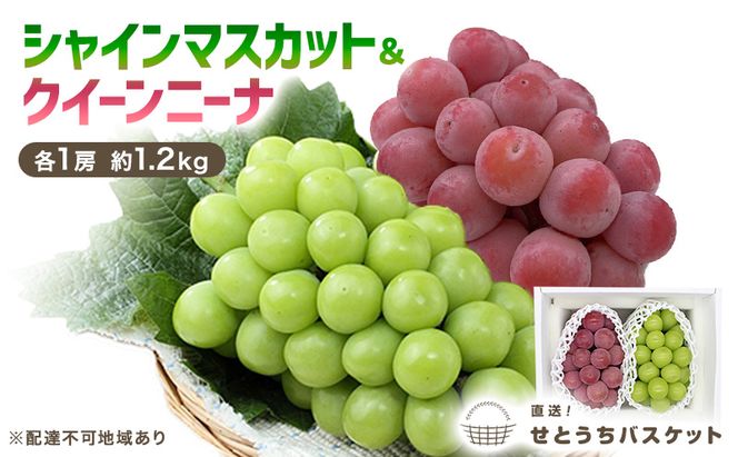 ぶどう 2027年 先行予約 シャインマスカット ＆ クイーンニーナ 各1房 約1.2kg ブドウ 葡萄 岡山県産 国産 フルーツ 果物 直送！せとうちバスケット