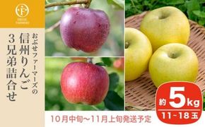 信州りんご3兄弟詰合せ 約5kg 11～18玉 ［おぶせファーマーズ］ りんご 林檎 リンゴ 果物 フルーツ 秋映 シナノスイート シナノゴールド 長野県産 令和7年産 【2025年10月中旬〜11月上旬発送】 ［F-244］