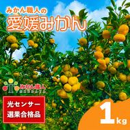 【先行予約】訳あり 愛媛みかん 1kg 人気 みかん 冬 秋 旬 厳選 光センサー選果 柑橘 かんきつ 果物 くだもの 国産  少量 お試し フルーツ スイーツ デザート ご褒美 みかん 蜜柑 大小 サイズ ミックス 不揃い 傷 温州 温州みかん 美味しい 農家直送 地場産品 こだわり みかん職人武田屋 愛媛県 愛南町