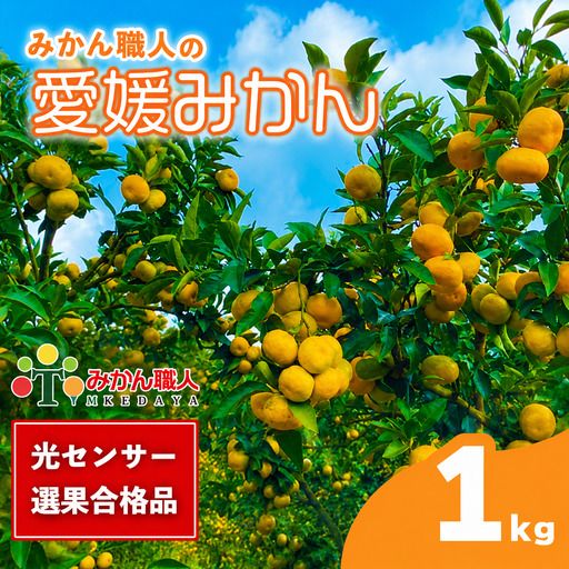 【先行予約】訳あり 愛媛みかん 1kg 人気 みかん 冬 秋 旬 厳選 光センサー選果 柑橘 かんきつ 果物 くだもの 国産  少量 お試し フルーツ スイーツ デザート ご褒美 みかん 蜜柑 大小 サイズ ミックス 不揃い 傷 温州 温州みかん 美味しい 農家直送 地場産品 こだわり みかん職人武田屋 愛媛県 愛南町