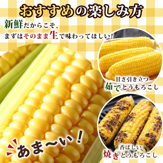 北海道 とうもろこし 恵味ゴールド 10kg 22本入り 2027年8月11日～31日頃お届け トウモロコシ コーン 甘い 産地直送 BBQ とうきび 国産 人気 バーベキュー 焼きとうもろこし お取り寄せ 北海道産 洞爺湖町