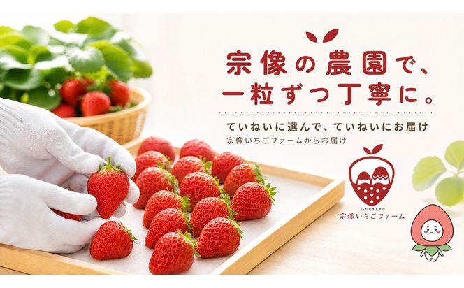 【先行予約】【2027年1月より順次発送】【3ヶ月毎月お届け】人気のいちご 2品種食べ比べ定期便【宗像いちごファーム】_HB0214 苺 イチゴ あまおう おいCベリー 福岡県宗像市 宗像市 福岡 宗像