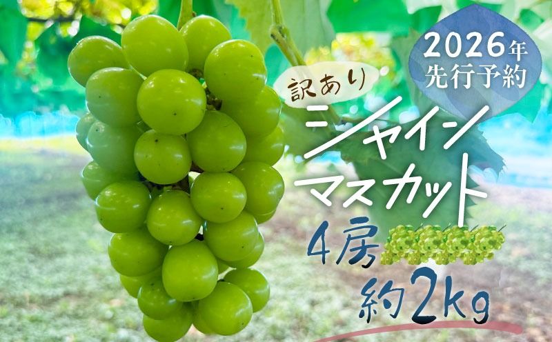 [2026年先行予約][訳あり]山梨県産 シャインマスカット 約2kg(4房)|大容量 家庭用 甘い 種なし 高糖度 フルーツ 果物 産地直送 送料無料