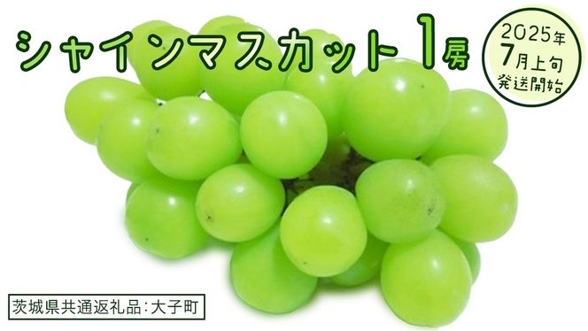 y錧vszVC}XJbg P[y2025N7{Jnz(錧ʕԗiFq) Ԃǂ  uhE }XJbg t[c ʕ XC[c