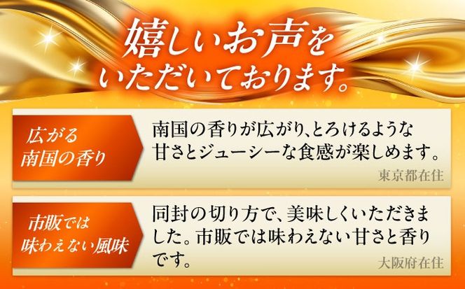 【全2回】太陽の恵み マンゴーご褒美便 (総4kg) マンゴー 2026 沖縄 果物 フルーツ ギフト 沖縄市 / 仲村農園[BCZZ053]