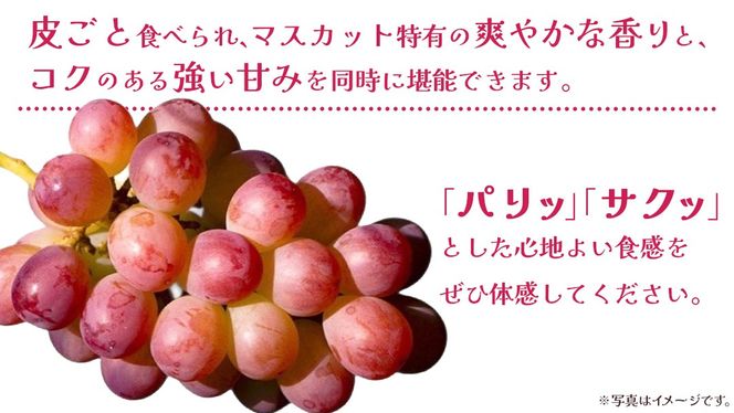 ＼ 選べる内容量 ／ コトピー 【2026年8月下旬発送開始 】 (茨城県共通返礼品：大子町) コトピー ぶどう ブドウ 葡萄 皮ごと 赤い シャインマスカット 新品種 フルーツ 旬果