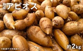 【錦町 産】インディアンのスタミナ源！桑原農園の熟成アピオス約2kg【配送不可：離島】 野菜 根菜 