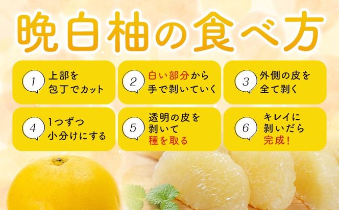 晩白柚 選べる 1玉 2玉 Lサイズ 2Lサイズ ばんぺいゆ 熊本《1月上旬-1月末頃出荷》熊本県 氷川町 果物 フルーツ 熊本県産 晩白柚 ばんぺいゆ---hkw_kbtbpy_ac1_26_5500_l1i---