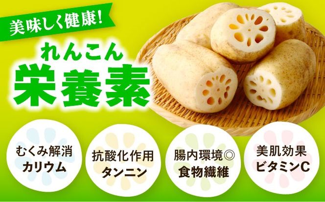 ＼朝採れ／ 洗いれんこん 2kg レンコン 蓮根 産地直送 野菜 愛西市 / 山三レンコン 【配達不可：離島】[AEBK005]