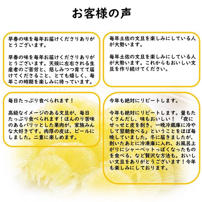 【先行予約】生産者直送 土佐文旦 約9.5kg [2L～4L] 家庭用 ＜2027年1月下旬より発送＞ 家庭用 文旦 柑橘 みかん フルーツ 果物  産地直送 お取り寄せ 人気 【土佐文旦産直協同組合】