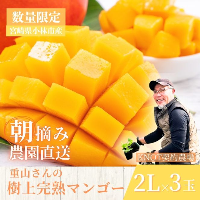 【2026年発送 先行予約】生産農家応援・濃厚果肉 みやざき完熟マンゴー 2L×3玉（マンゴー フルーツ アップルマンゴー 果物 くだもの 2026 先行受付 宮崎）