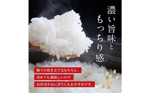 FK7-0264_【嘉島町産】くまさんの輝き 5kg 米 お米 コメ ごはん ご飯 食品 九州 熊本県 熊本 嘉島