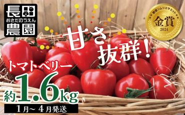 甘さ抜群!!トマト嫌いも食べられるトマトベリー約1.6kg H004-116