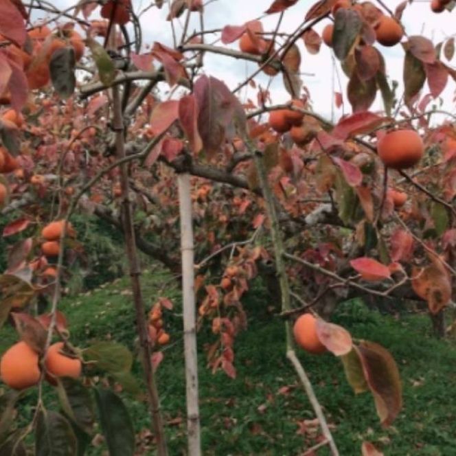 富有柿 家庭用 訳あり 3.5kg 箱満杯詰め 柿 果物 ※配送不可：離島