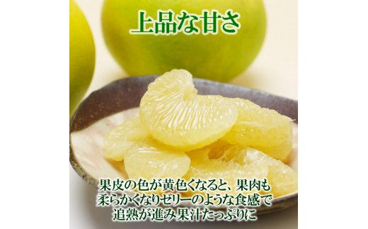 【先行予約】水晶文旦 ご家庭用お得箱 約３kg Lサイズ～２Ｌサイズ （６～７個入り）〈2026年10月上旬～11月上旬頃発送〉訳あり ワケあり 訳 傷 キズ へこみ 文旦 ブンタン ぶんたん 水晶文旦 果物 柑橘 フルーツ 家庭用 ご自宅用【白木果樹園】 [BQAI021]