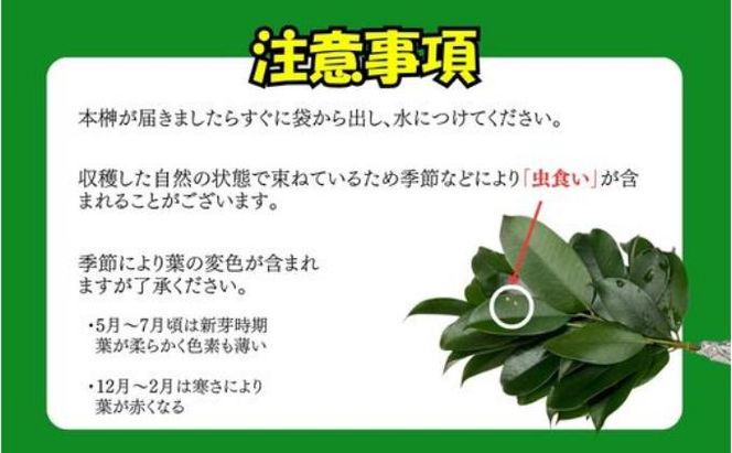 袋井市　出世榊　本榊　純国産　1対（2束）※15日交換に間に合うように配送　榊 さかき サカキ 神棚 お供え 国内産 日持ち 大きい 艶やか 静岡県