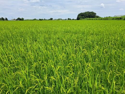 【令和6年産】にじのきらめき 精米 10kg【茨城県共通返礼品　美浦村産】　※2024年9月中旬頃より順次発送予定