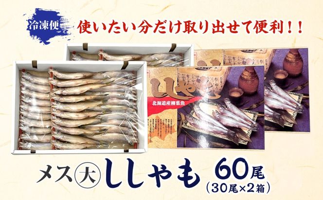 北海道産 ししゃもメス 大60尾(30尾×2箱) 北海道 稀少 魚 シシャモ メス おつまみ 魚貝類 海鮮 干物 本物 人気 希少 塩 味付け 脂のり 旨み 美味しい 大きい グルメ 惣菜 酒の肴 国産 北海道 赤平市
